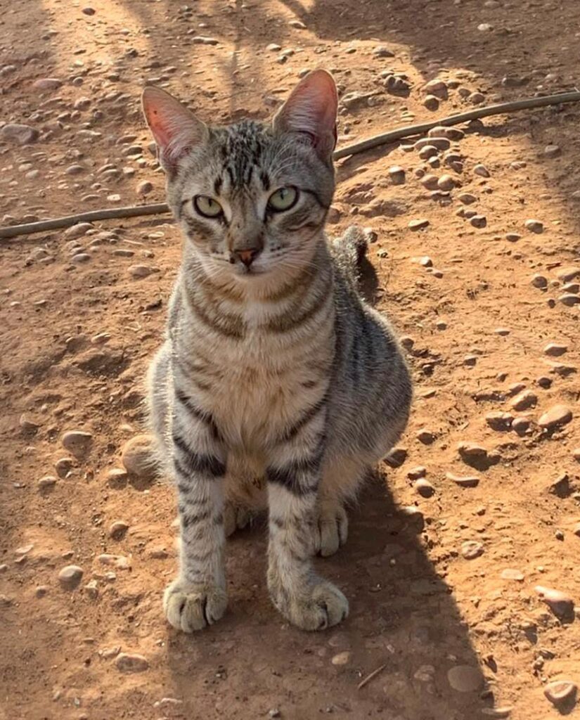 tigre